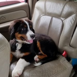 Meet your Posher, Isis